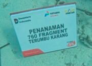 Pertamina Patra Niaga Regional Sumbagsel Tanam 760 Bibit Terumbu Karang, Jaga Ekosistem Pulau Tikus Bengkulu.