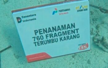 Pertamina Patra Niaga Regional Sumbagsel Tanam 760 Bibit Terumbu Karang, Jaga Ekosistem Pulau Tikus Bengkulu.