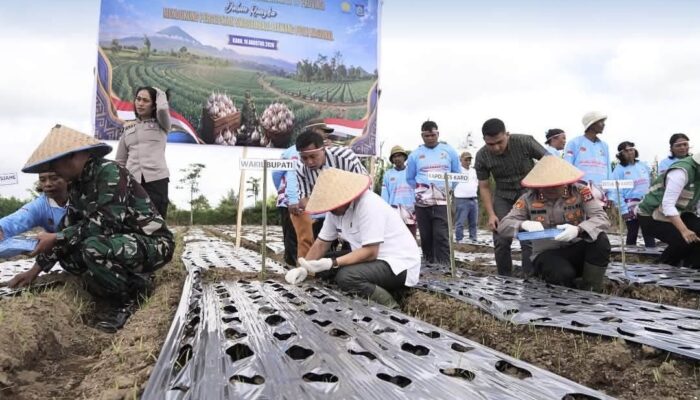 Karo Ikut Gerakkan Swasembada Bawang Putih, Penanaman Serentak Digelar di Barusjahe
