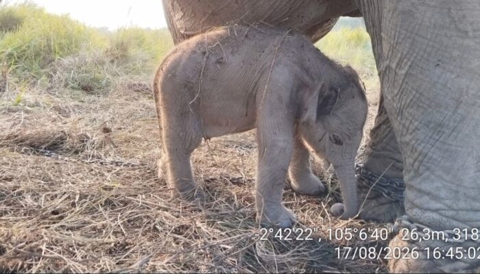 Anak Gajah Betina Lahir di Momen HUT RI ke-81, Bakal Diberi Nama Presiden