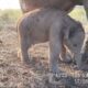 Anak Gajah Betina Lahir di Momen HUT RI ke-81, Bakal Diberi Nama Presiden