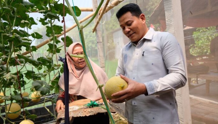 Wisata Petik Melon di Sidoarjo, Inovasi BUMDes Candi Negoro Diresmikan Bupati Subandi