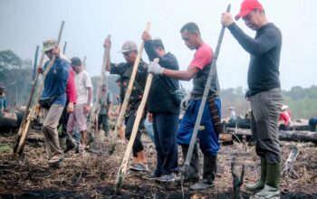 Basah Keringat di Ladang, Bupati Fransiskus Diaan Nugal Padi Bersama Peladang Nanga Awin