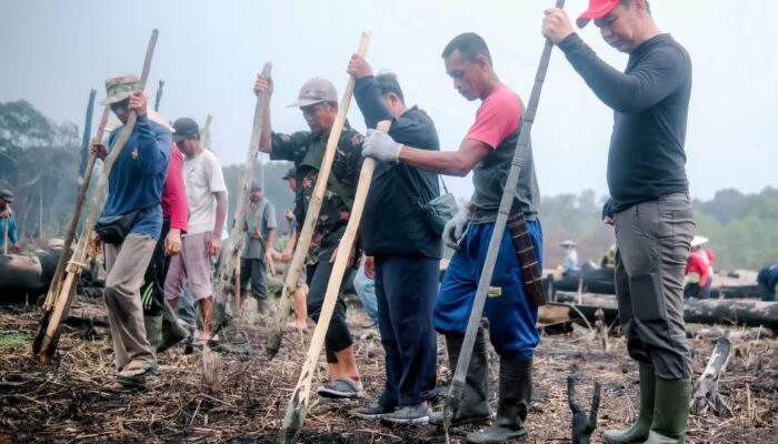 Basah Keringat di Ladang, Bupati Fransiskus Diaan Nugal Padi Bersama Peladang Nanga Awin