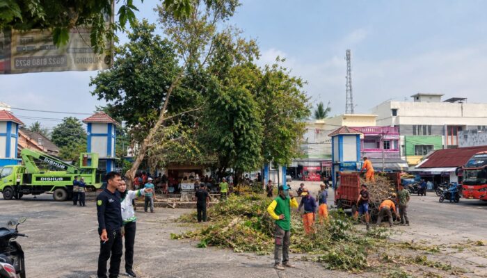 Cegah Pohon Roboh, DLH Bersama Instansi Terkait Bersihkan Pohon Mati di Terminal Muaradua