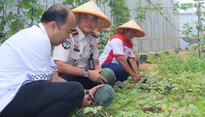 Panen Perdana Melon dan Semangka, Lapas Kelas IIA Jambi Dorong Kemandirian Warga Binaan