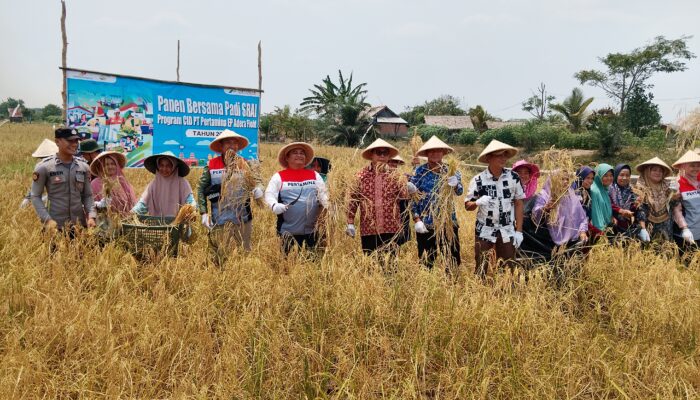 Dari Gabah Murah ke Beras Premium: PERMATA Pertamina Adera Sulap Lahan Tidur di Desa Pengabuan Jadi Lumbung Ekonomi