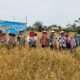 Dari Gabah Murah ke Beras Premium: PERMATA Pertamina Adera Sulap Lahan Tidur di Desa Pengabuan Jadi Lumbung Ekonomi