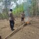 Dibakar, Dibangun Lagi, Dibakar Lagi: Lingkaran Judi Sabung Ayam di Dusun Keranji Silat Hilir