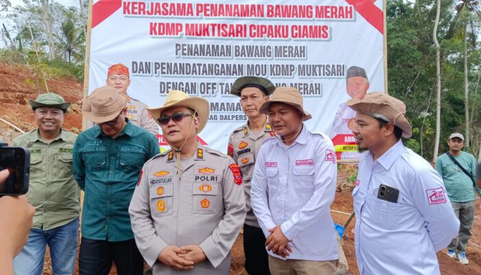 Lahan Tidur Disulap Jadi Kebun Bawang Merah, Ciamis Bidik Sentra Produksi Hingga 50 Hektare