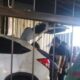 Bea Cukai Malang Akhirnya Angkat Bicara Terkait Penindakan Rokok Ilegal