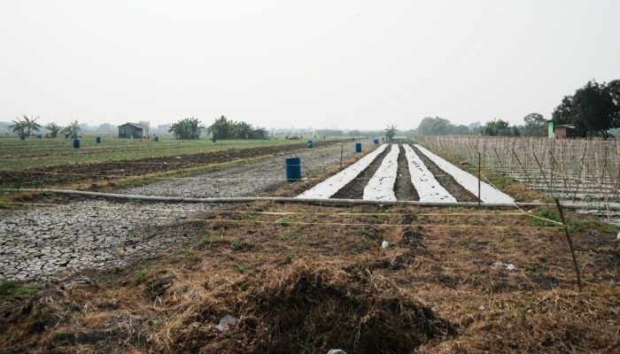 Bupati Sidoarjo Dukung Pembangunan Kompi Produksi Kodim 0816 untuk Perkuat Ketahanan Pangan