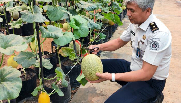 Lagi Rutan Kelas I Palembang Panen Melon