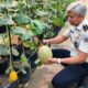 Lagi Rutan Kelas I Palembang Panen Melon