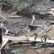Sungai Penukal Kering, Warga Talang Gas Protes Penyedotan Air untuk Operasional Rig TMMJ