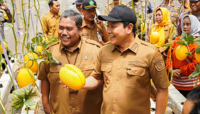 Wisata Petik Melon Bumdes Sidorejo Resmi di Buka