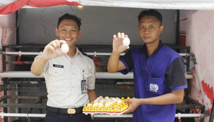 Lapas Sidoarjo Panen Puluhan Butir Telur Setiap Hari dari Ayam Elba