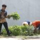 Lapas Sidoarjo Panen Kangkung, Bekali Warga Binaan Keterampilan Mandiri 