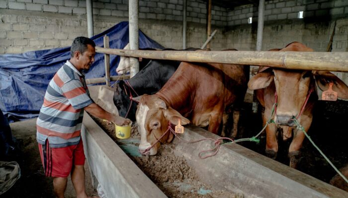 Pertamina Patra Niaga Regional Sumbagsel Olah Limbah Peternakan Jadi Energi Alternatif di Lampung Tengah