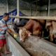Pertamina Patra Niaga Regional Sumbagsel Olah Limbah Peternakan Jadi Energi Alternatif di Lampung Tengah