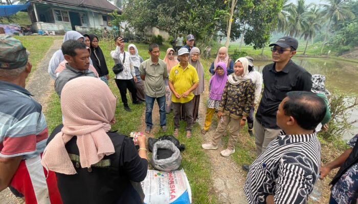 Wujud Hilirisasi Batu Bara untuk Pertanian, PTBA Bersama UGM Uji Coba Pupuk Kalium Humat di Sawahlunto