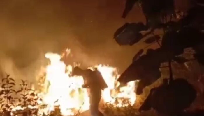 Kebun Karet Produktif di Sukamaju PALI Terbakar, 10 Hektare Hangus, Ratusan Petani Terancam Kehilangan Mata Pencaharian
